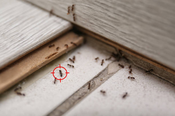 Best Best Pest Control Companies  in Oroville, CA