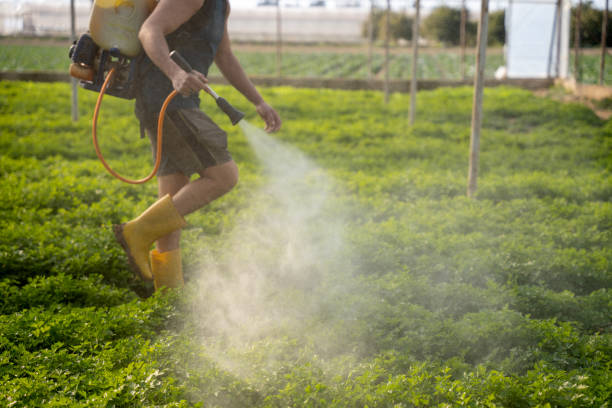 Best Wasp Removal Services  in Oroville, CA
